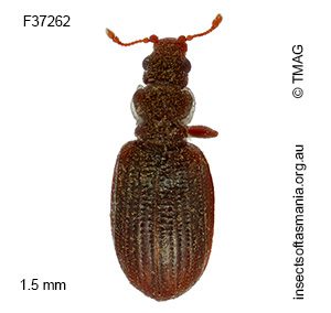 Cartodere constricta