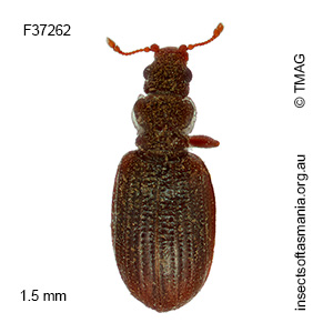 Cartodere constricta