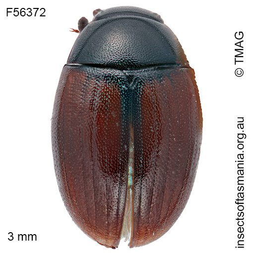 Cercyon haemorrhoidalis