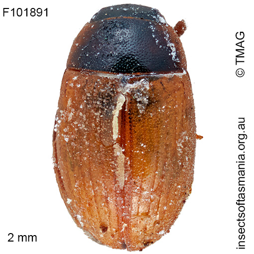 Cercyon quisquilius