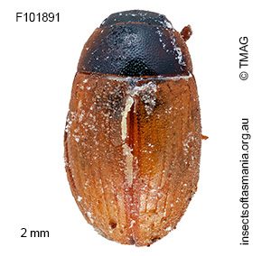 Cercyon quisquilius