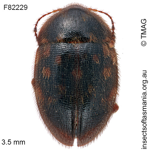 Cholevomorpha picta