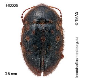 Cholevomorpha picta