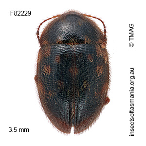 Cholevomorpha picta