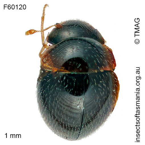 Clambus-simsoni Clambus simsoni