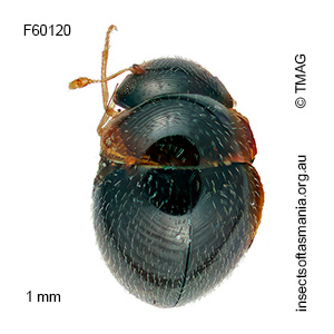 Clambus simsoni