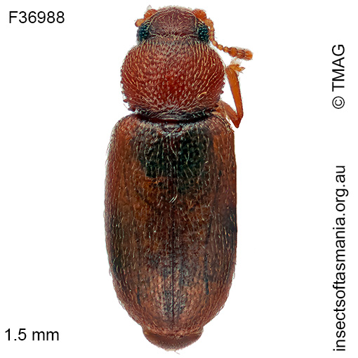 Corticaria fenestralis