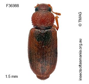 Corticaria fenestralis
