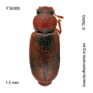 Corticaria fenestralis