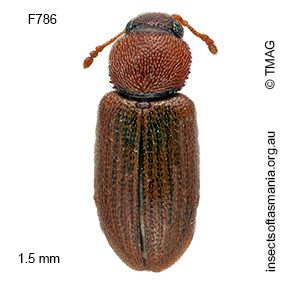 Corticaria japonica