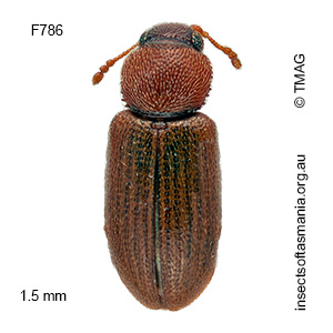 Corticaria japonica