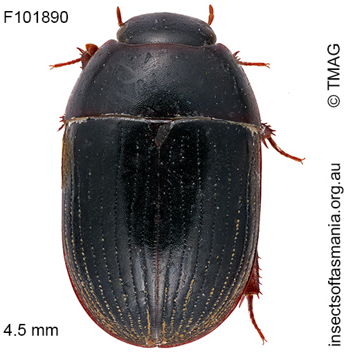 Dactylosternum-cf-depressum Dactylosternum cf depressum