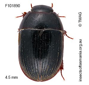 Dactylosternum cf depressum