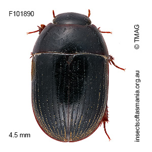 Dactylosternum cf depressum