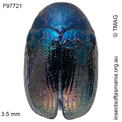 Ditropidus ochropus