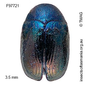 Ditropidus ochropus