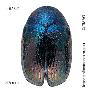 Ditropidus ochropus