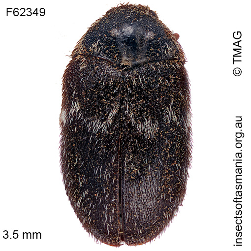 Dorcatoma corticalis