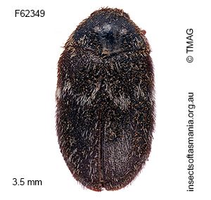 Dorcatoma corticalis