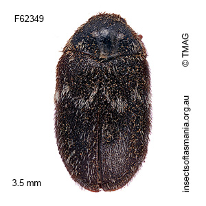 Dorcatoma corticalis