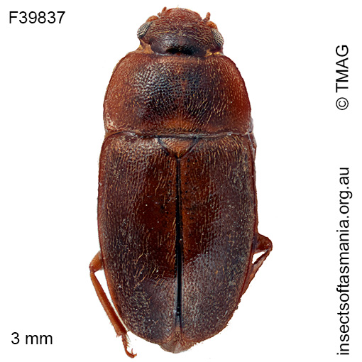 Epuraea simsoni