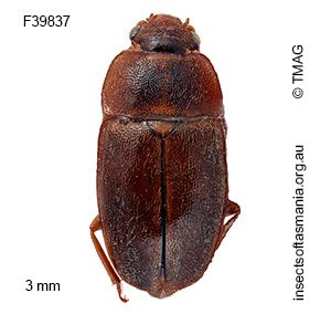 Epuraea simsoni