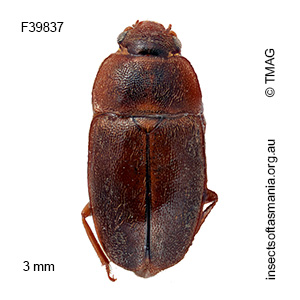 Epuraea simsoni