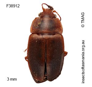 Epuraea victoriensis