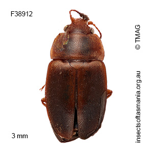 Epuraea victoriensis