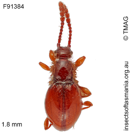 Euconnus clarus