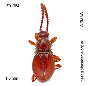 Euconnus clarus