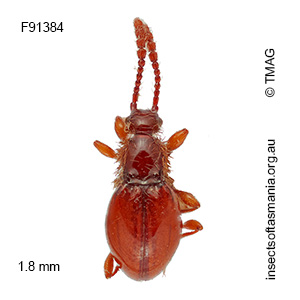 Euconnus clarus