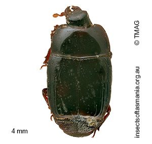 Eurylister laevis