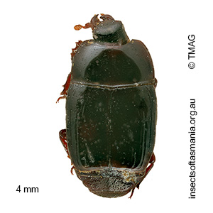 Eurylister laevis