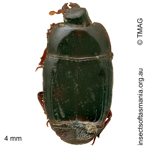 Eurylister laevis