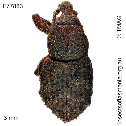 Exeiratus bigranulatus