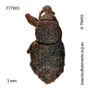 Exeiratus bigranulatus