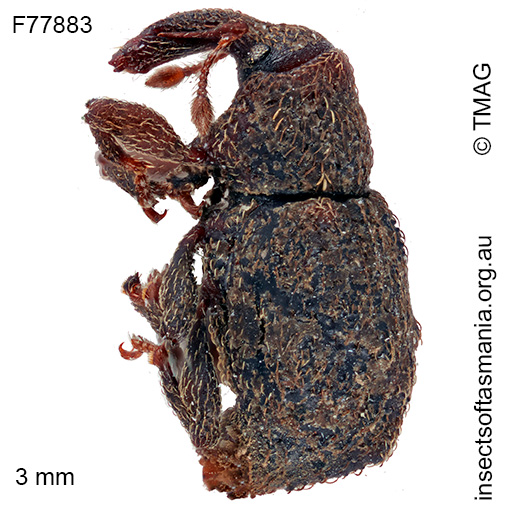 Exeiratus bigranulatus