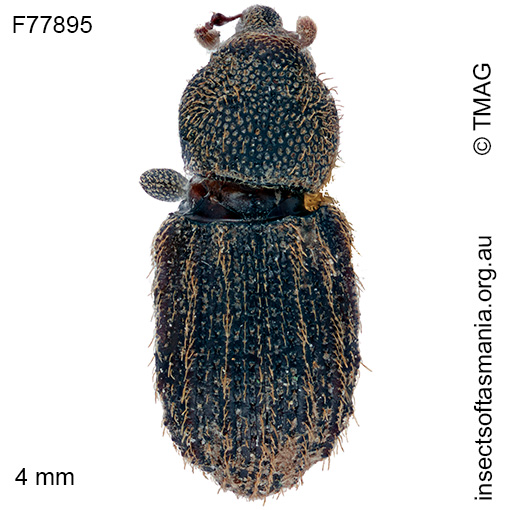 Exeiratus-carinatus Exeiratus carinatus