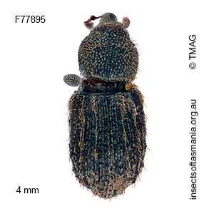Exeiratus carinatus