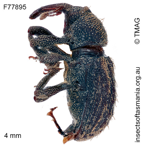 Exeiratus-carinatus_a Exeiratus carinatus