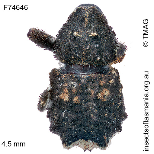 Exithius sp TMAG_F74646