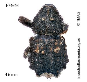 Exithius sp TMAG_F74646