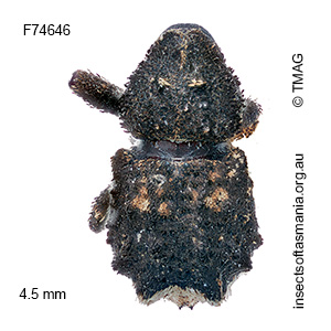 Exithius sp TMAG_F74646