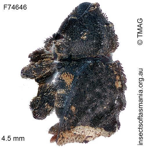 Exithius sp TMAG_F74646