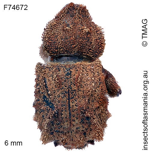 Exithius ferrugineus