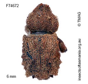 Exithius ferrugineus