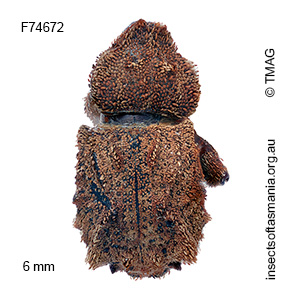 Exithius ferrugineus