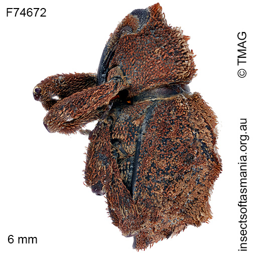 Exithius ferrugineus