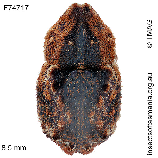 Exithius intermixtus